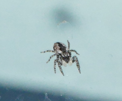 Mexigonus