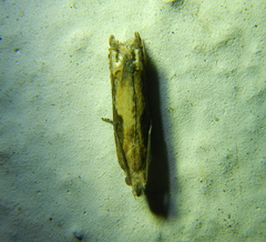 Eucosma conterminana