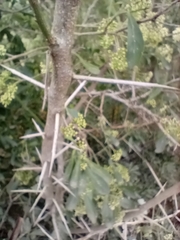 Gymnosporia buxifolia