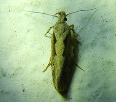 Ornativalva