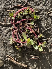 Portulaca oleracea