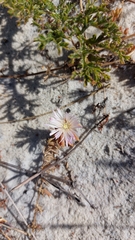 Mesembryanthemum canaliculatum