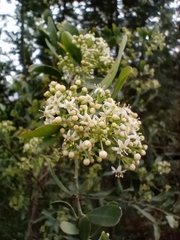 Gymnosporia buxifolia