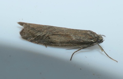 Diurnea lipsiella