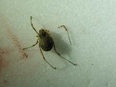 Lophopilio palpinalis