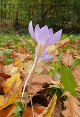 Crocus speciosus