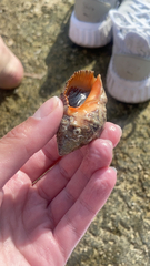 Stramonita haemastoma