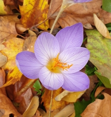 Crocus speciosus
