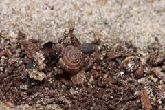 Discus rotundatus
