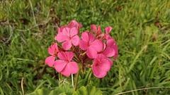 Pelargonium × hybridum