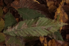 Tischeria ekebladella