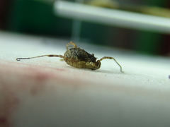 Lophopilio palpinalis
