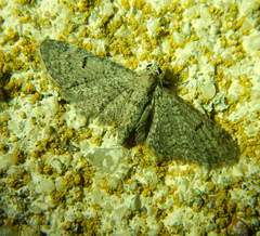 Eupithecia ultimaria