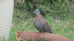 Columba guinea