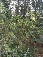 Gymnosporia buxifolia