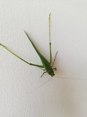 Stilpnochlora