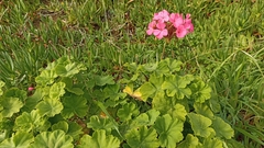 Pelargonium × hybridum