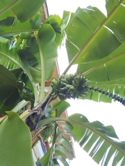 Musa