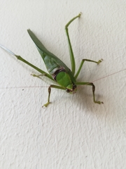 Stilpnochlora