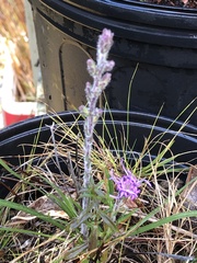 Liatris gracilis