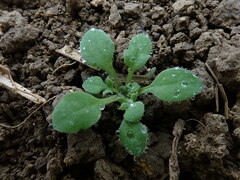Papaver rhoeas
