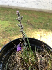 Liatris gracilis