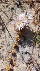 Mesembryanthemum canaliculatum