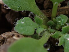 Papaver rhoeas