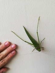 Stilpnochlora