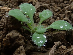 Papaver rhoeas