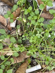 Stellaria media
