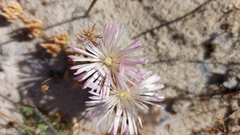 Mesembryanthemum canaliculatum