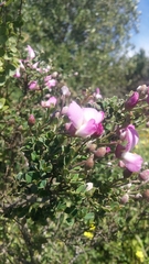 Podalyria microphylla