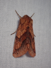 Pyrrhia exprimens