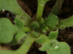 Papaver rhoeas