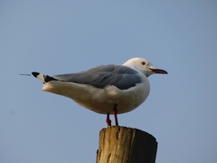 Chroicocephalus cirrocephalus poiocephalus
