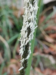 Sesleria autumnalis