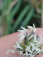 Sesleria autumnalis