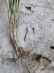 Sesleria autumnalis