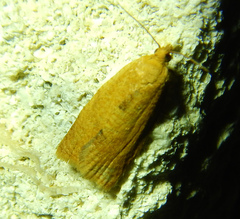 Clepsis consimilana
