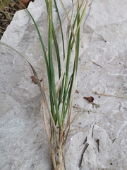 Sesleria autumnalis