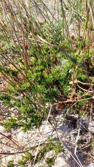 Thamnochortus fruticosus