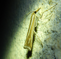 Ancylolomia
