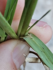 Sesleria autumnalis