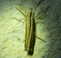 Ancylolomia