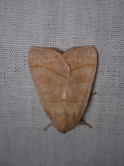 Ipimorpha pleonectusa