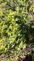Passerina corymbosa