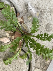 Capsella bursa-pastoris