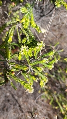Passerina corymbosa