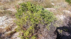 Passerina corymbosa